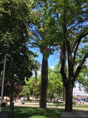 Jubaea chilensis