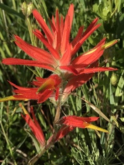 Castilleja subinclusa