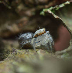 Salticidae