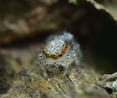 Salticidae