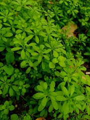 Galium