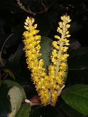 Abatia parviflora