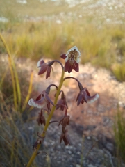 Eulophia bolusii
