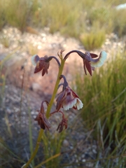Eulophia bolusii
