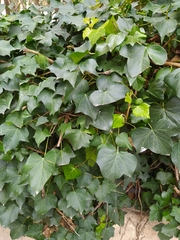Hedera helix