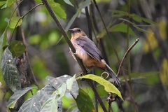 Trichothraupis melanops