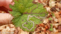 Phytomyza tigris