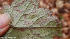 Phytomyza tigris