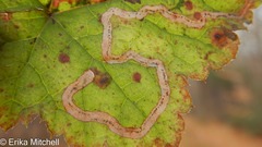 Phytomyza tigris