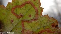 Phytomyza tigris