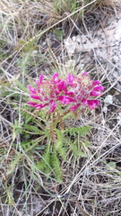 Pedicularis dasystachys