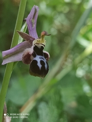 Ophrys reinholdii straussii