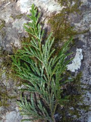 Calocedrus formosana