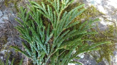 Calocedrus formosana
