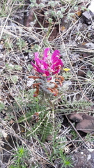 Pedicularis dasystachys