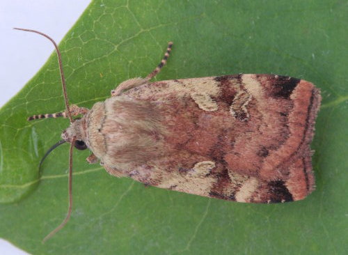 Catocaline Dart
