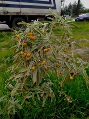 Solanum elaeagnifolium