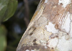 Anolis ortonii