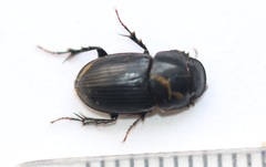 Acrossus luridus