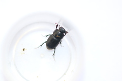 Acrossus luridus