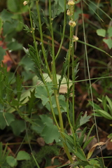 Artemisia latifolia