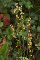 Artemisia latifolia