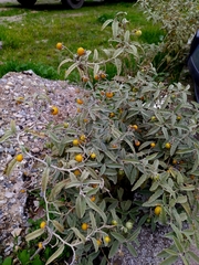 Solanum elaeagnifolium