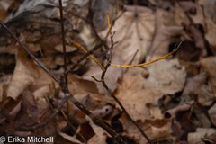 Aurantioporthe corni