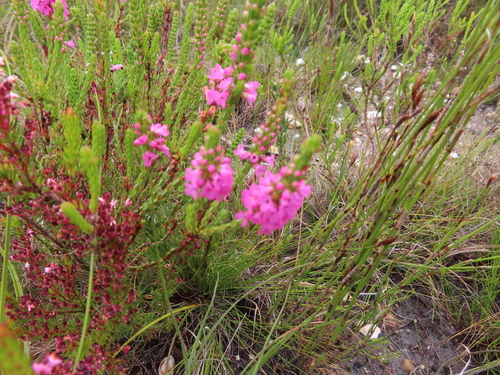 Image of Erica longiaristata by (c) linkie, some rights reserved (CC BY)