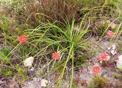Dilatris pillansii