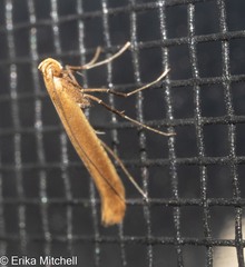 Caloptilia invariabilis