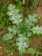 Silybum marianum