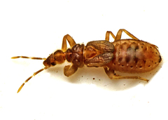 Enicocephalidae