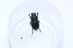 Acrossus luridus