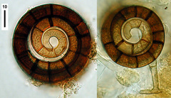 Helicoon pluriseptatum