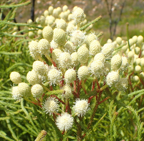 Berzelia intermedia (Berzelia intermedia)