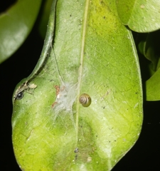 Coneuplecta calculosa