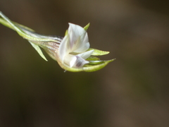 Psoralea vlokii