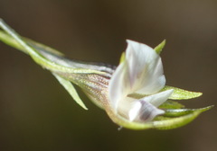 Psoralea vlokii