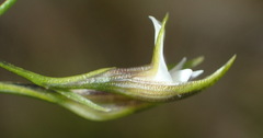 Psoralea vlokii