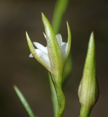Psoralea vlokii