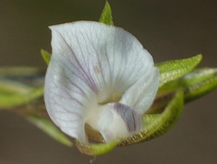 Psoralea vlokii