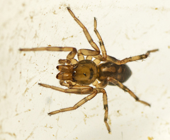Desognaphosa yabbra