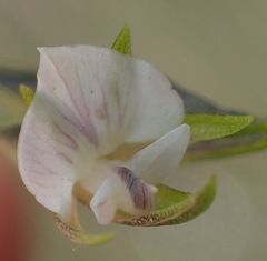 Psoralea vlokii