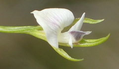 Psoralea vlokii