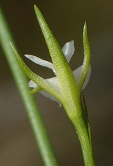 Psoralea vlokii