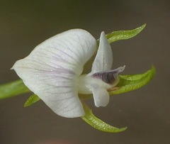 Psoralea vlokii