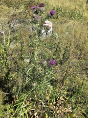 Cirsium ligulare