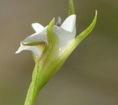 Psoralea vlokii