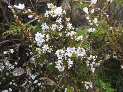 Epacris breviflora